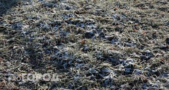МЧС: в Чувашии ударят заморозки