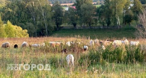 В районе Чувашии отменили карантин, введенный из-за бешеной лисы