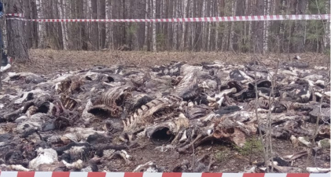 В лесу Чувашии нашли свалку с останками домашнего скота