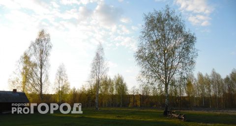 В Чувашии усилилась активность пыльцы из-за цветения деревьев: аллергикам лучше подготовиться