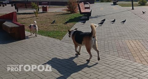 В Комсомольском собака укусила мальчика за левую щеку