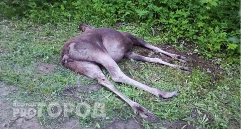 Лось вылетел под колеса скорой помощи в Чебоксарах