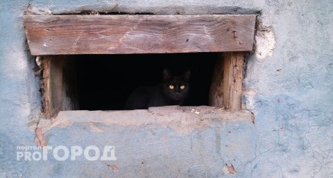 В Чебоксарах спасатели вызволили кошку и котенка из западни