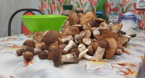 Врачи дали однозначный ответ: можно ли есть червивые грибы