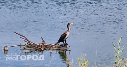 На пруду в Канашском районе присела отдохнуть редкая для Чувашии морская птица