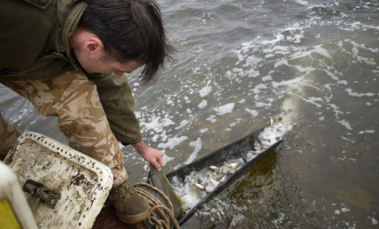 В Чебоксарах выпустили мальков ценного сазана, популяция которого сократилась