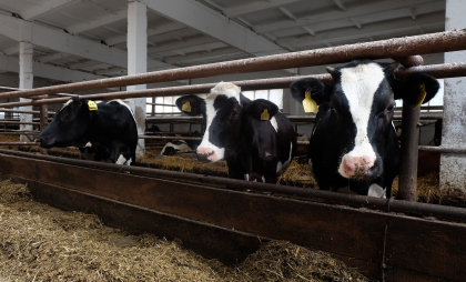 В Вурнарах комбинат отравлял окружающую среду грязными сточными водами