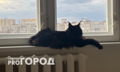 Точка в вечном споре поставлена: можно ли оставлять кошку одну дома на неделю и дольше