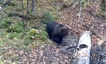 Минприроды Чувашии покажет жителям уникальные кадры дикой природы, снятые с помощью современных технологий