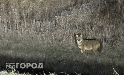 В Чувашии появились редкие для наших мест шакалы: их увидели в Чебоксарах и Козловском районе