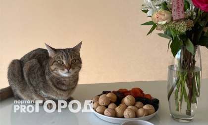 Экспертный ответ хозяевам: на сколько можно оставить кошку одну в квартире