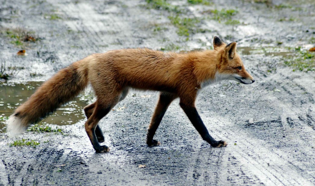 В Чувашии зарегистрировали вспышку бешенства: лиса напала на сельчанина