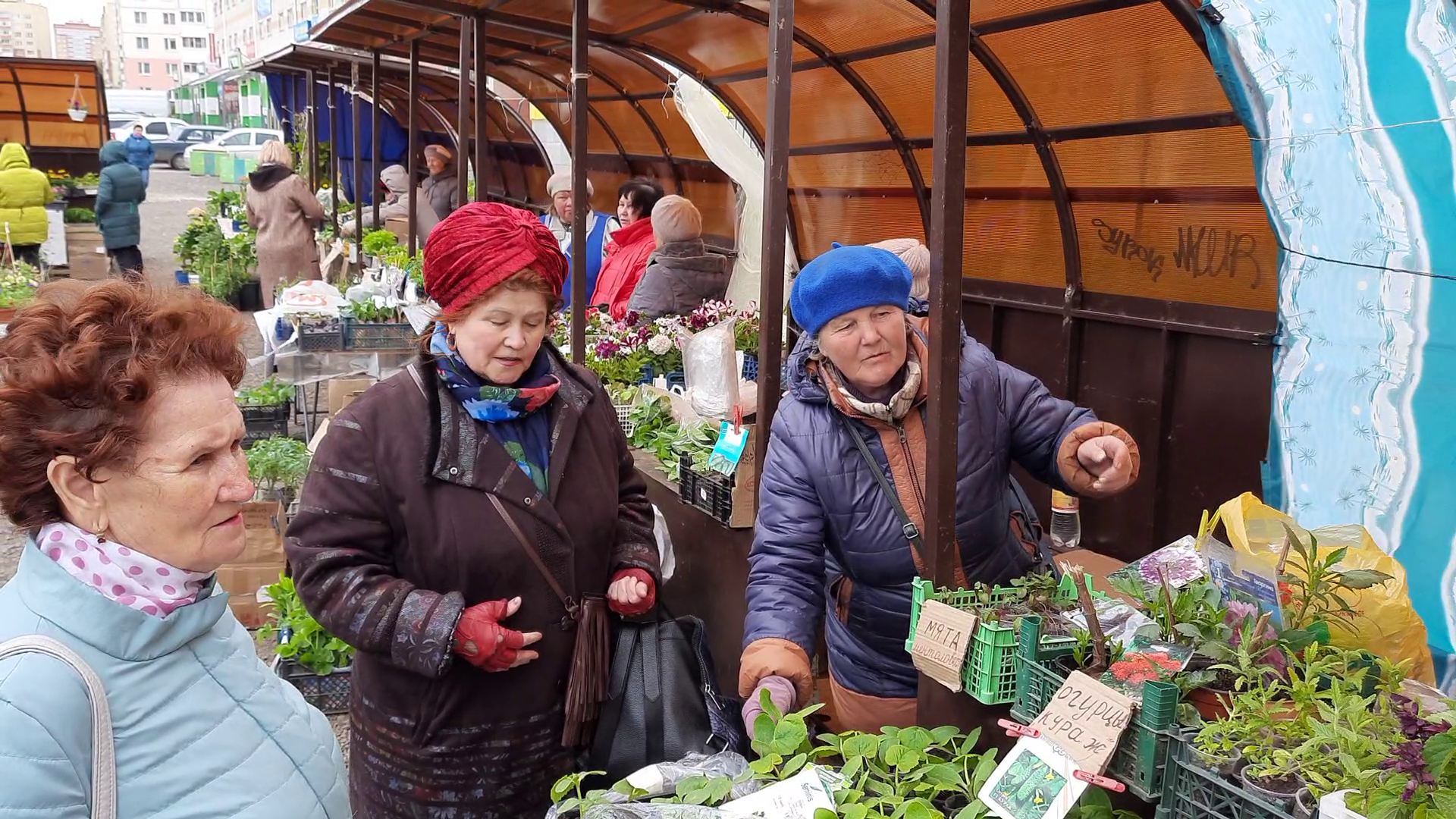 Сколько зарабатывают продавцы рассады: обзор цен на саженцы капусты, огурцов и томатов