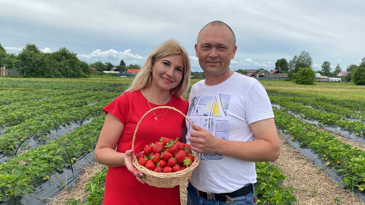 Многодетная семья выращивает клубнику: "За сезон продали больше 200 килограмм ягод"