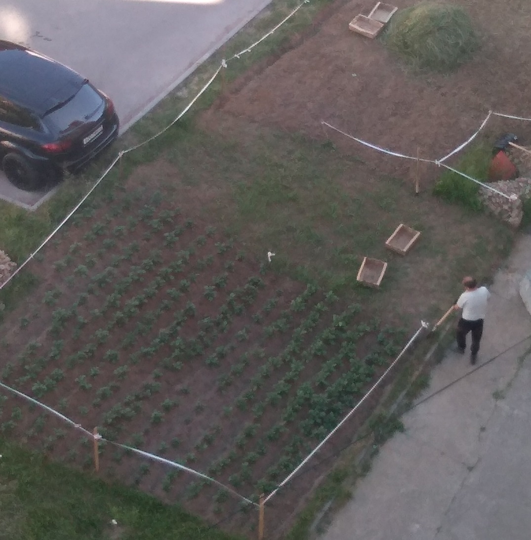 Чебоксарец вскопал газон и посадил картошку и редис под окнами десятиэтажки