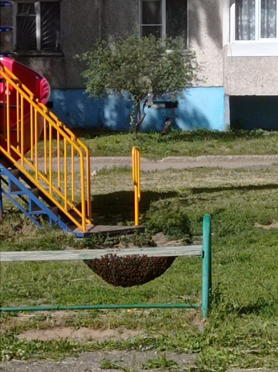 Откуда в Чебоксарах на детских площадках и в подъездах берутся бродячие пчелы