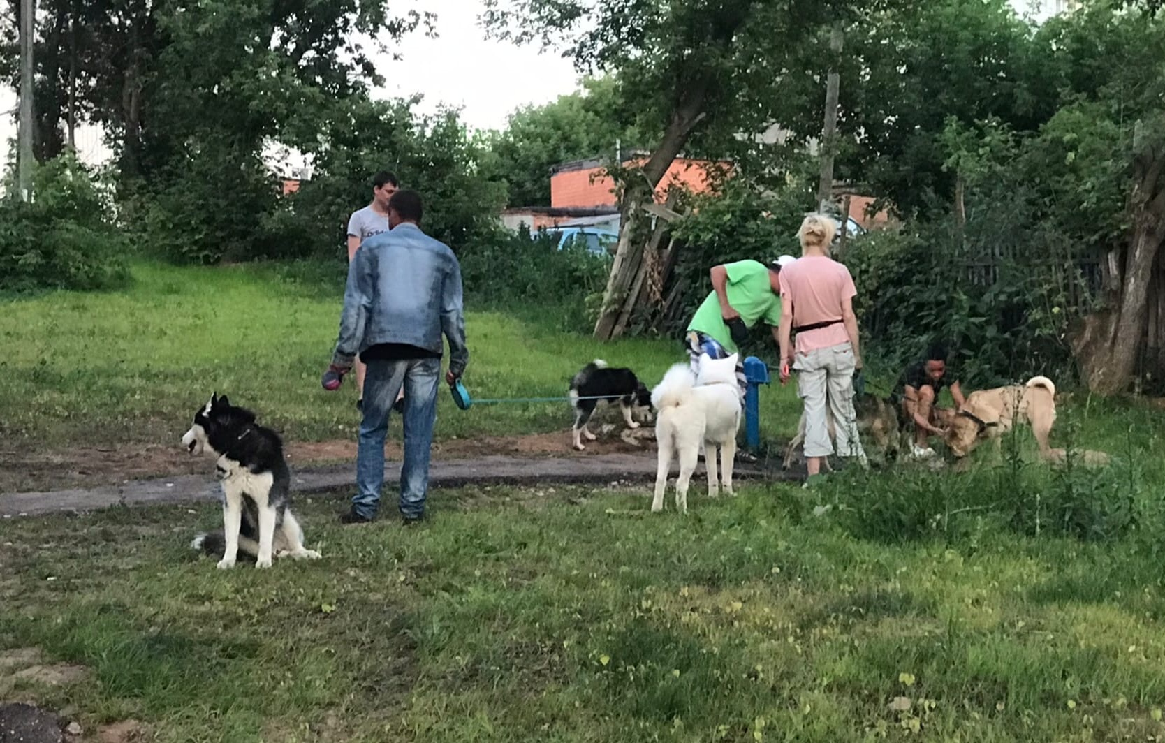 За девять дней собаки покусали 20 жителей Чувашии: нападают даже домашние