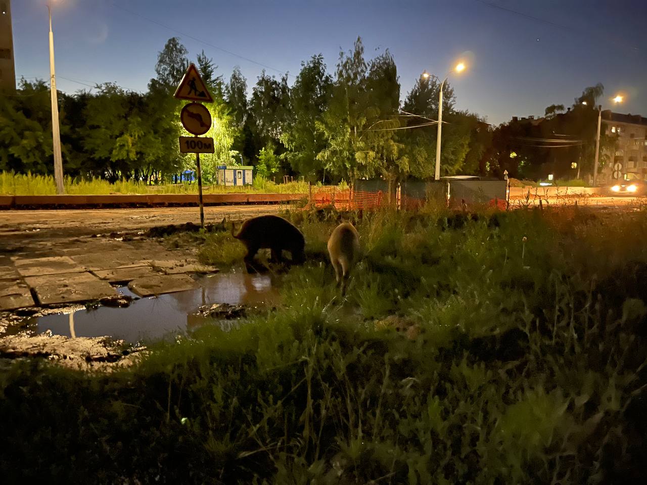 Звери в городе: по Чебоксарам гуляют дикие кабаны