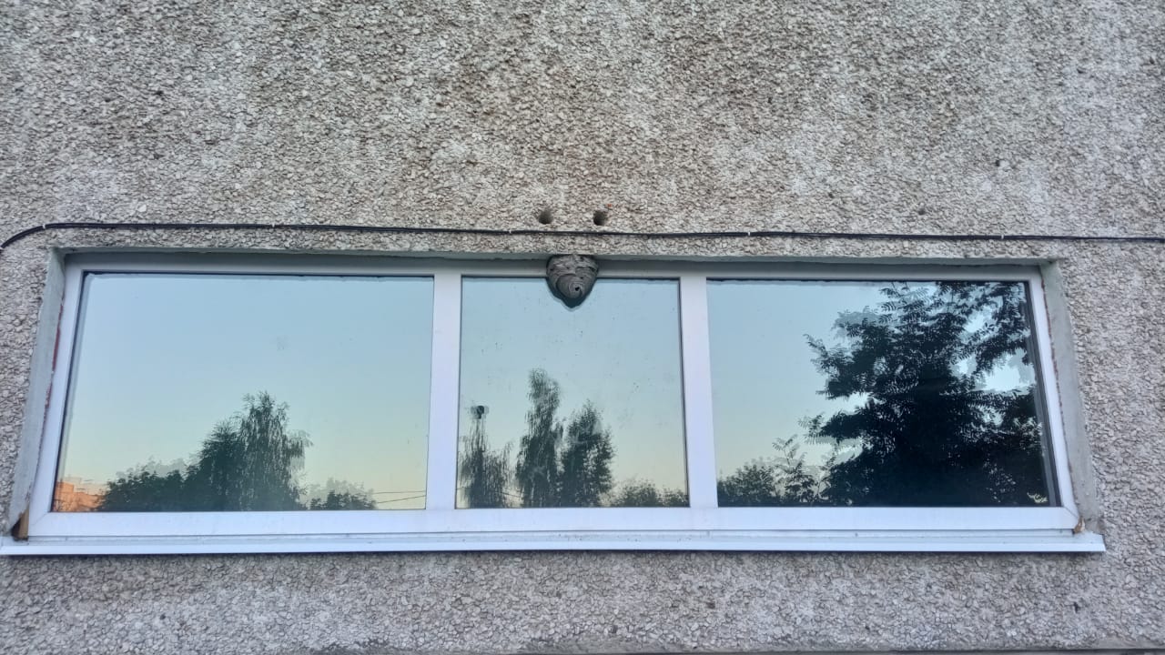 В Чебоксарах осы и пчелы обжили жилые дома: жильцам потребовалась помощь спасателей