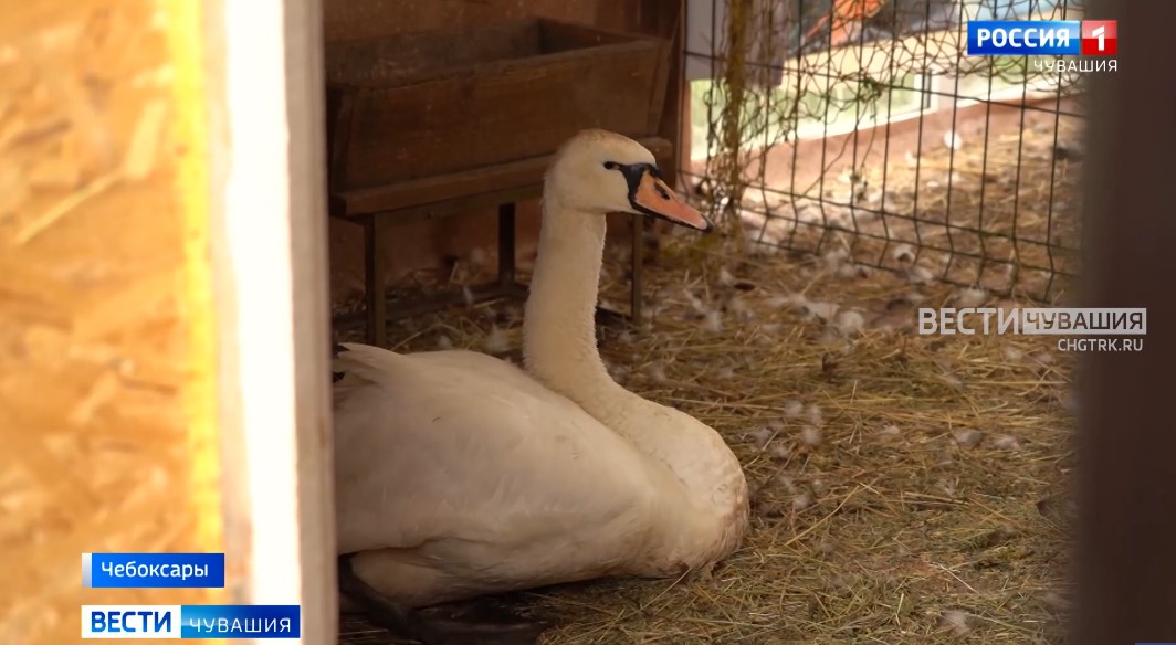 Раненого лебедя с Чебоксарского залива забрали на лечение: стая не приняла птицу