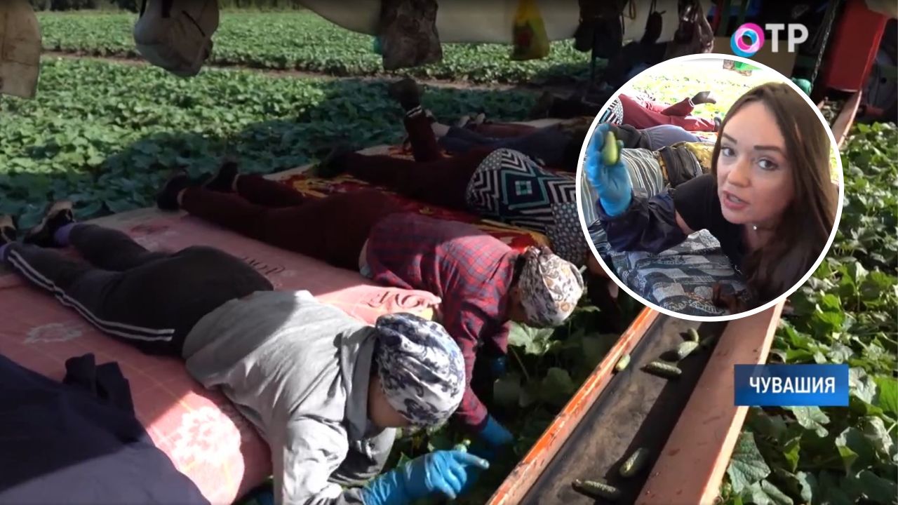 Женщины в Чувашии парят на матрасах над грядками и собирают огурцы