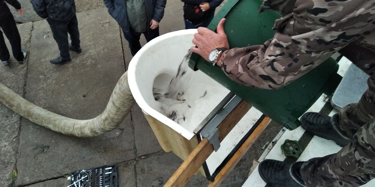 В Чувашии в Волгу выпустили 120 тысяч мальков краснокнижной рыбы