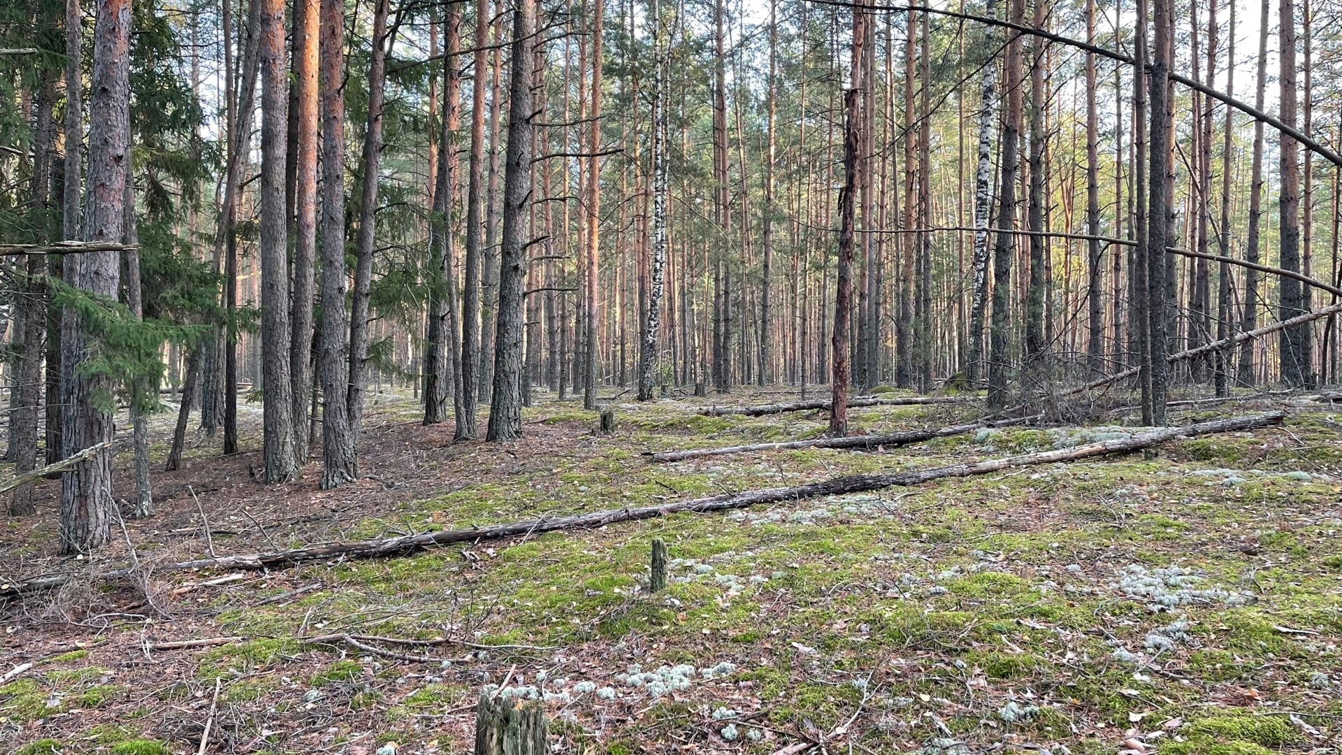 В лесах Шумерлинского района искали блуждающего грибника