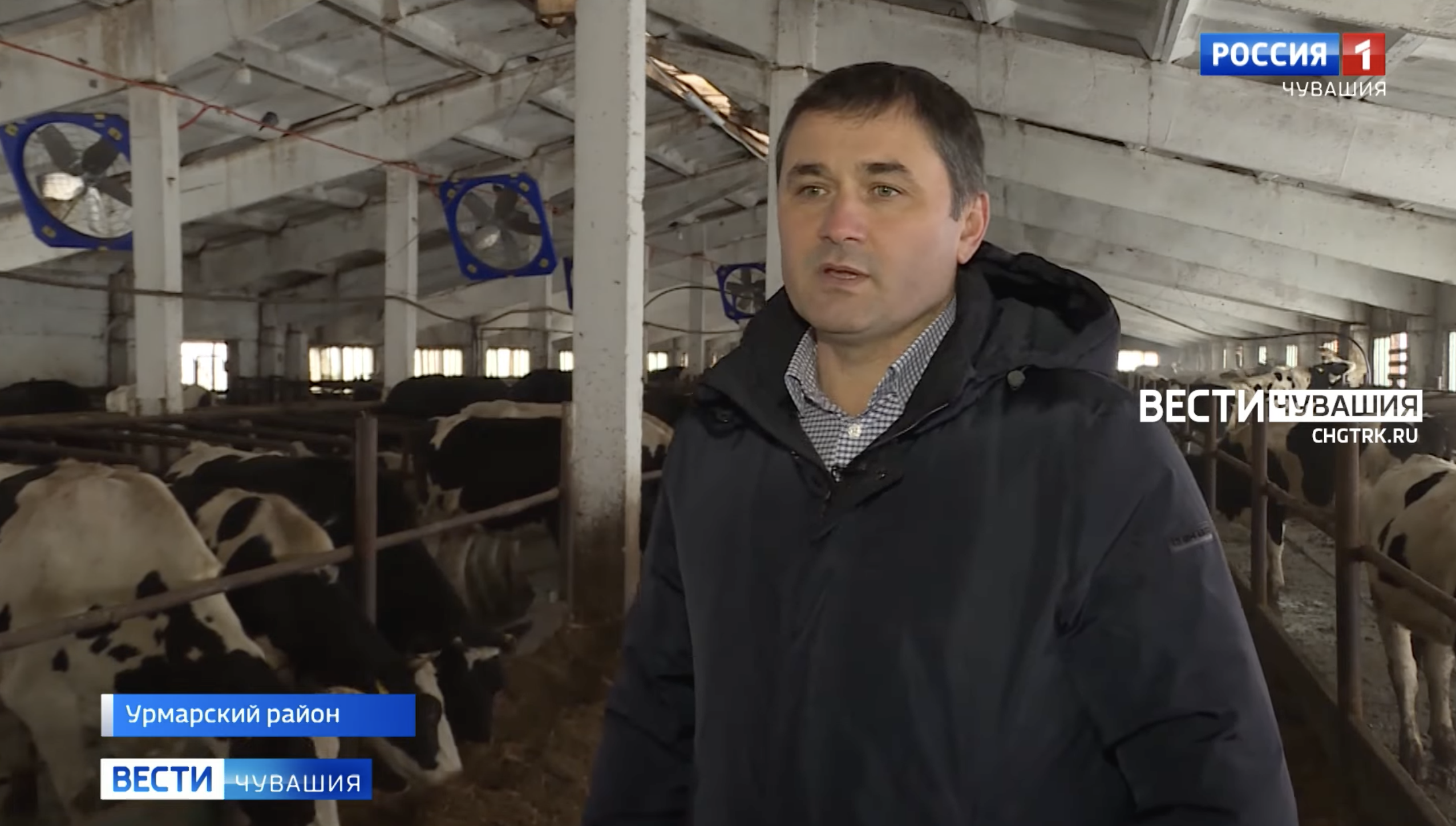 Фермер из Урмарского района завел 600 коров и хочет, чтобы молодежь оставалась на селе