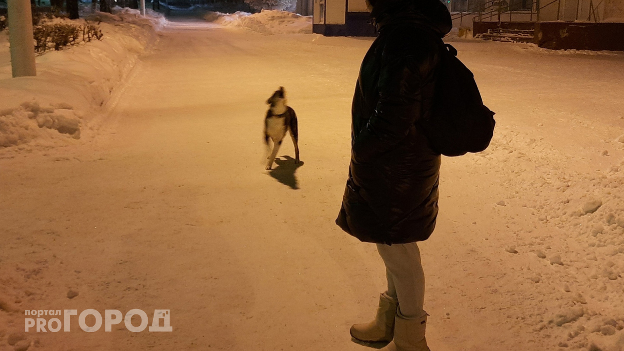 Власти Ядринского района заплатили жительнице 10 тысяч из-за злой собаки