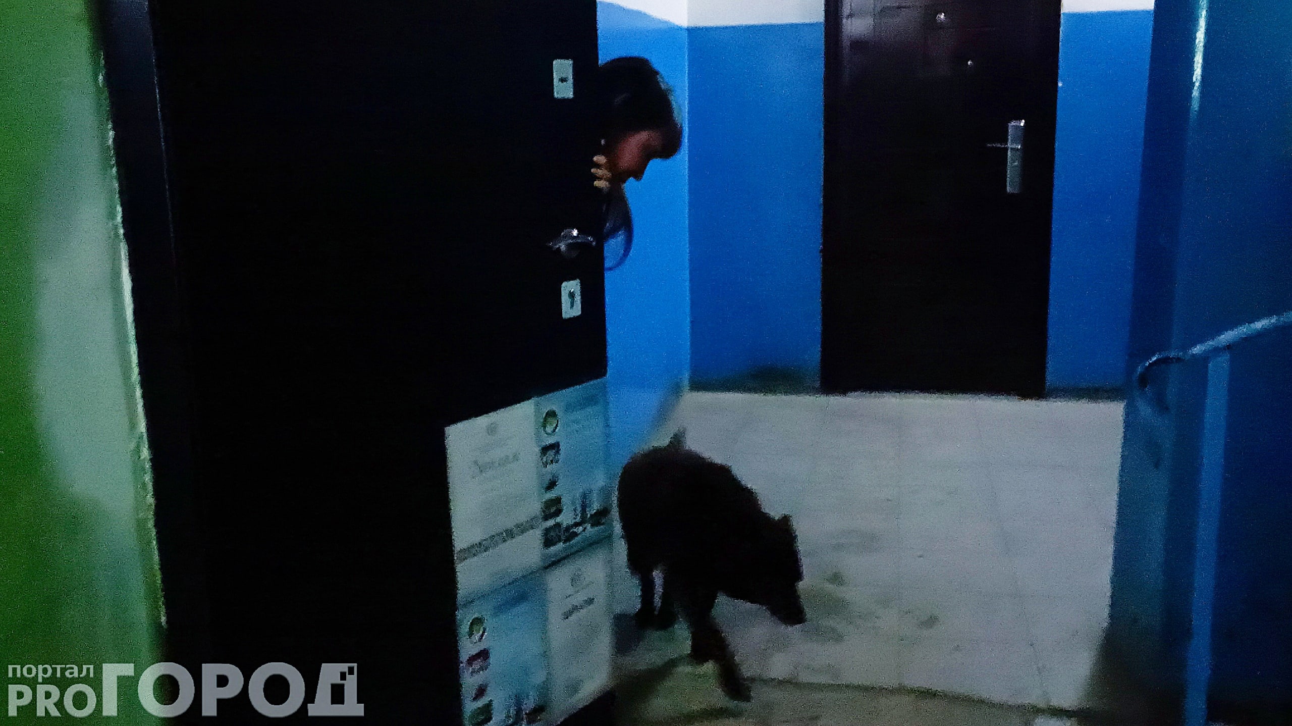 В Чебоксарах собака 10 лет живет в подъезде, но есть противники: “Набрасывается на детей"