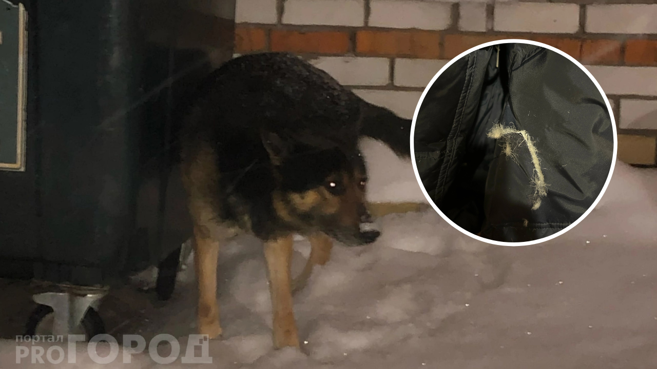 В Новочебоксарске девушку покусала собака рядом со школой: "Еле отбились"
