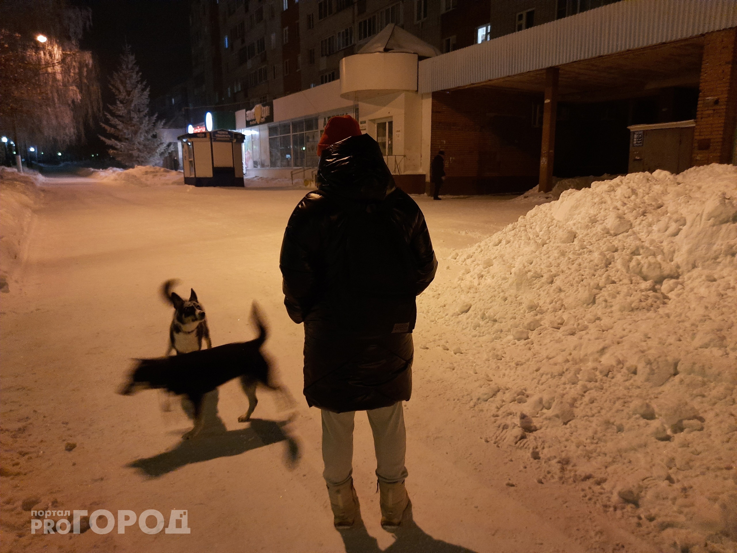В Новочебоксарске потратят по 7 тысяч рублей на одну бездомную собаку