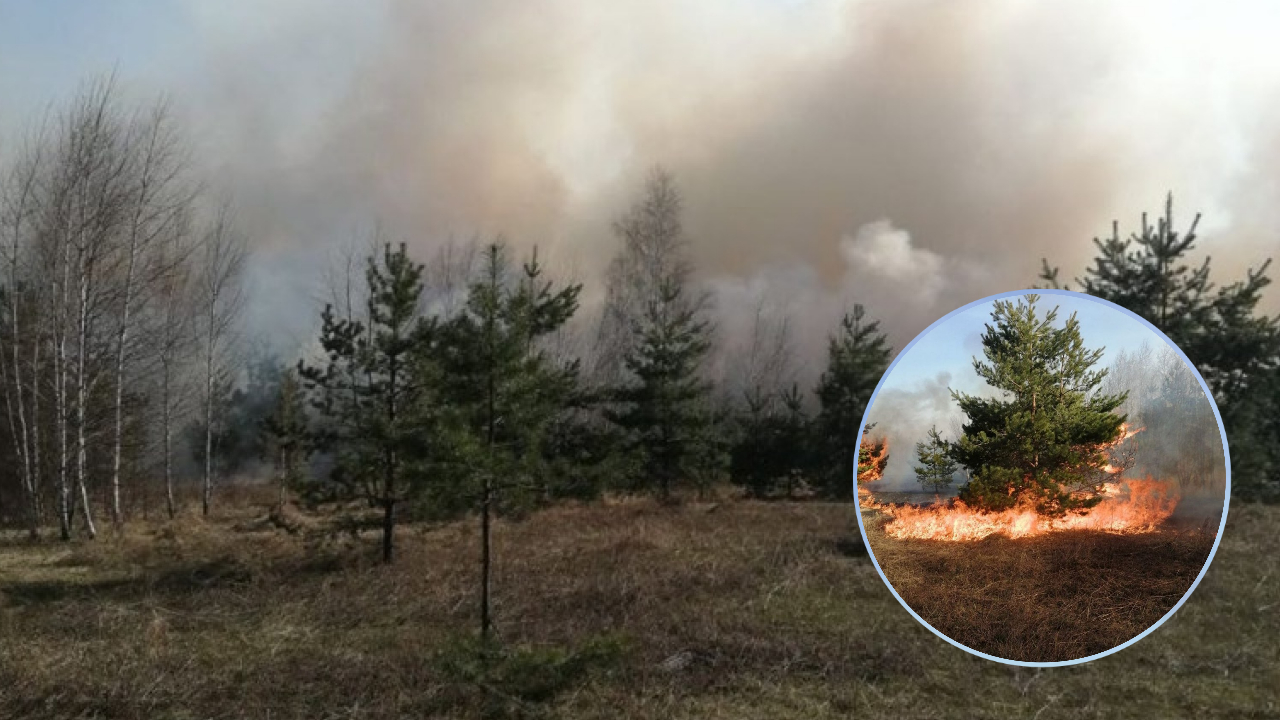 В Вурнарском районе загорелась трава: сильный ветер погнал пламя в сторону леса