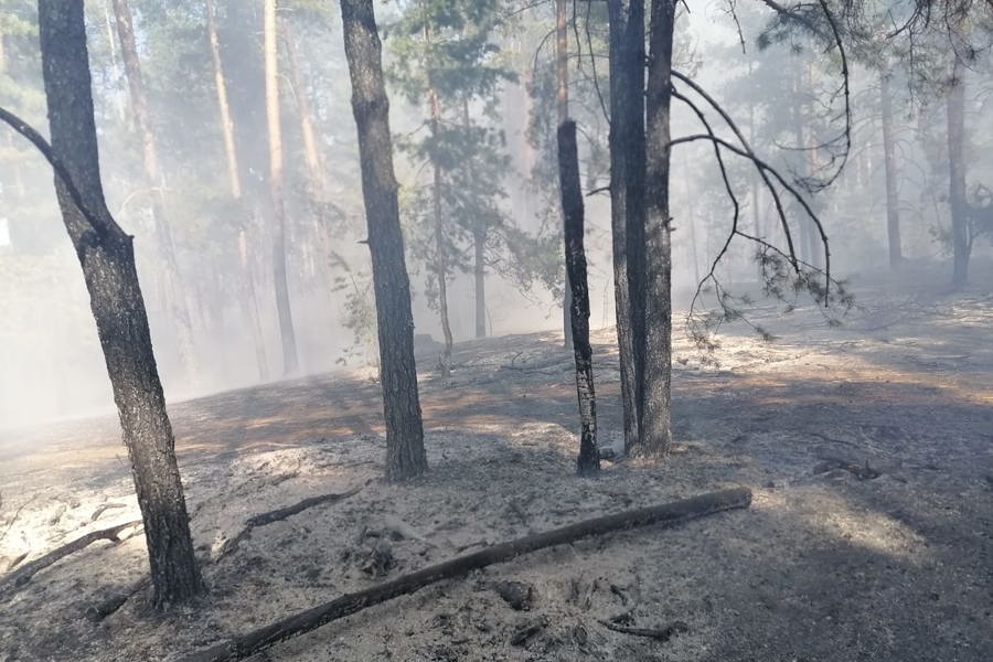 В Шемуршинском районе загорелся лес