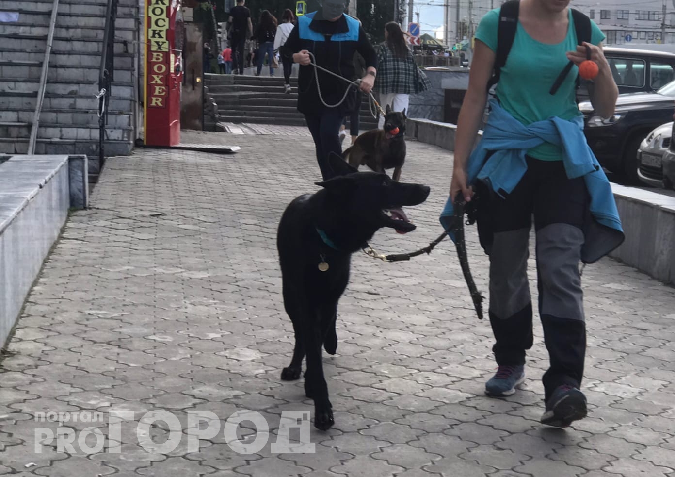 В Чебоксарах устроят собачий парад с концертом на Заливе