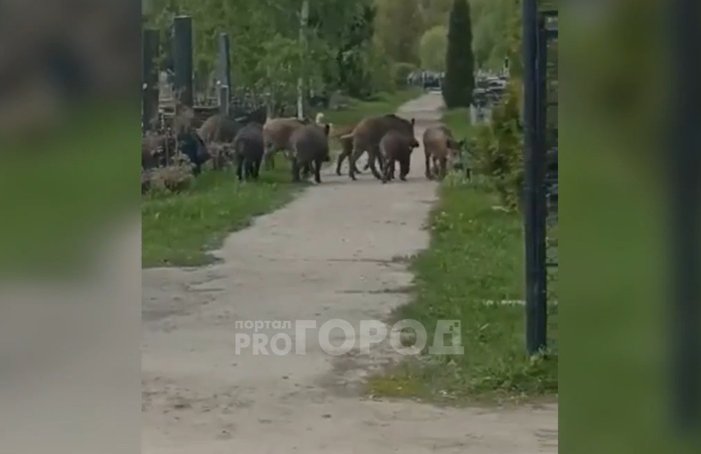 Кабаны гуляют среди могил на Карачуринском кладбище