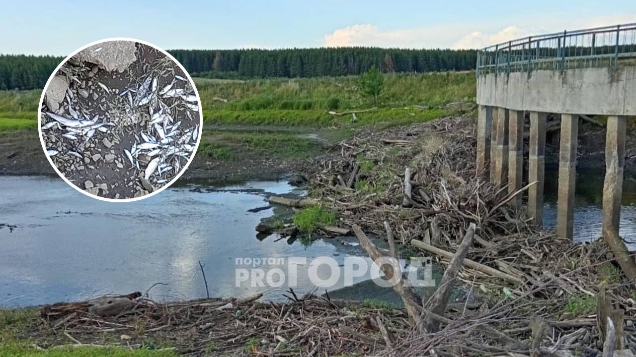 В Чувашии на границе с Татарстаном в реке погибла рыба