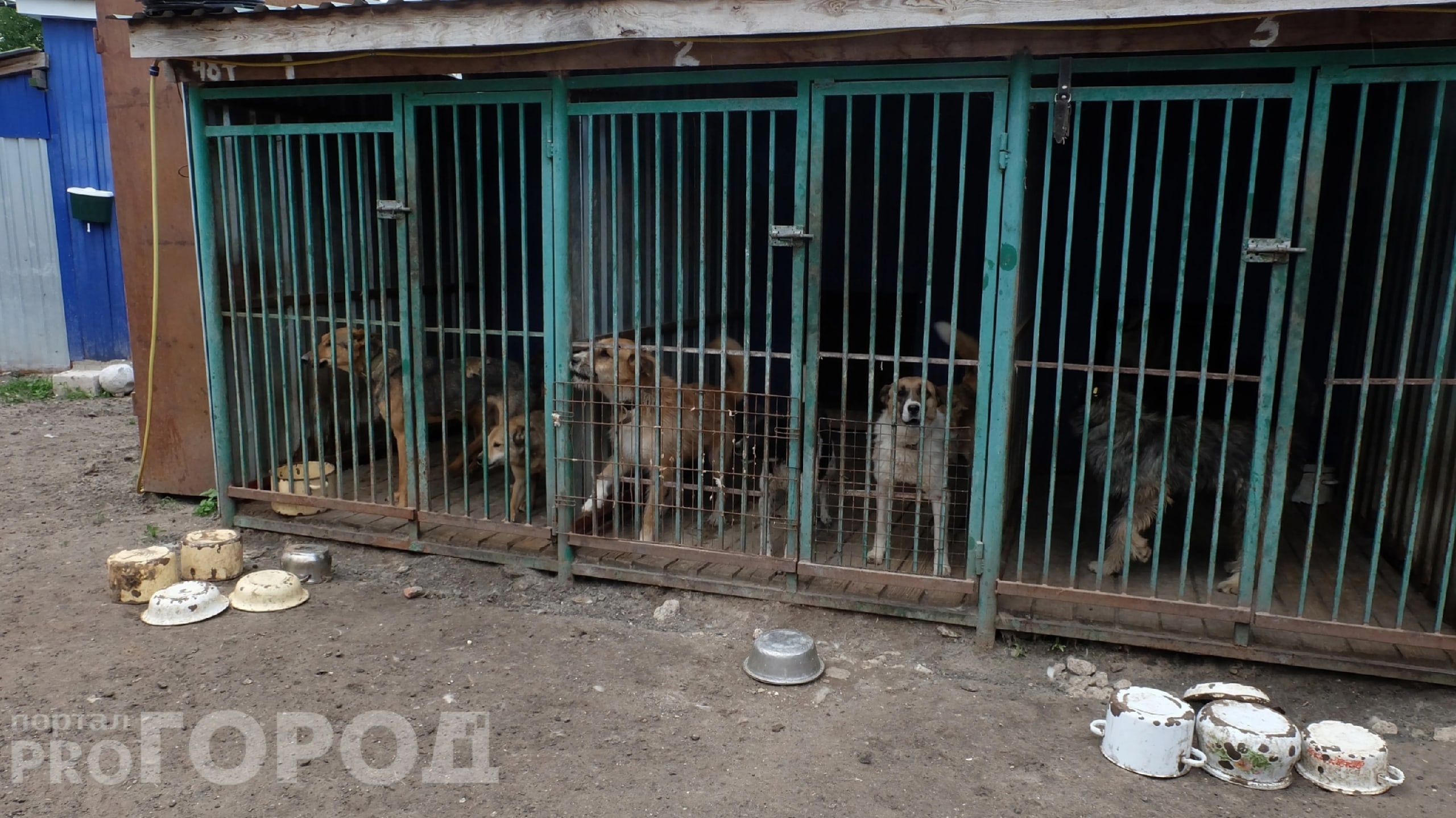 Николаев призвал к бережному отношению с животными после нападения собак на индюков