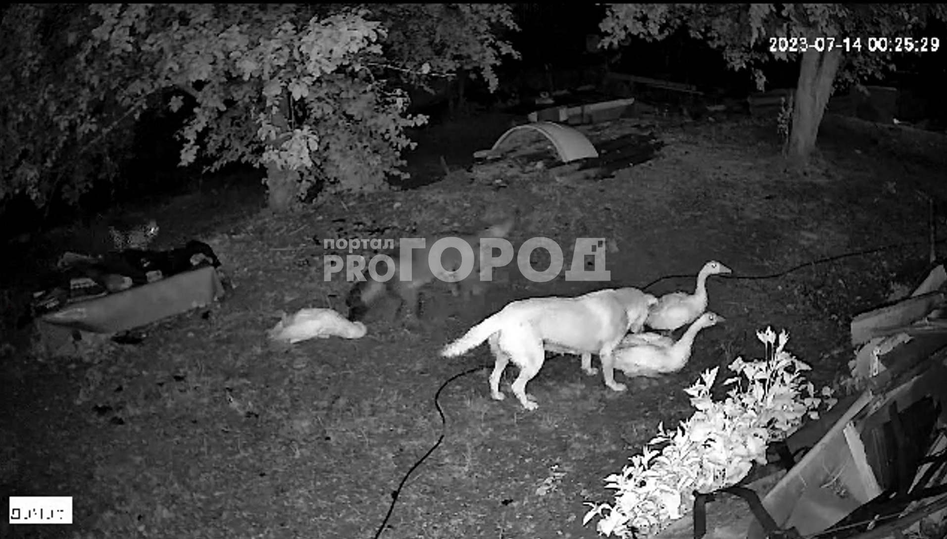 Стая бродячих псов массово уничтожают гусей, куриц и кошек в чебоксарском СНТ