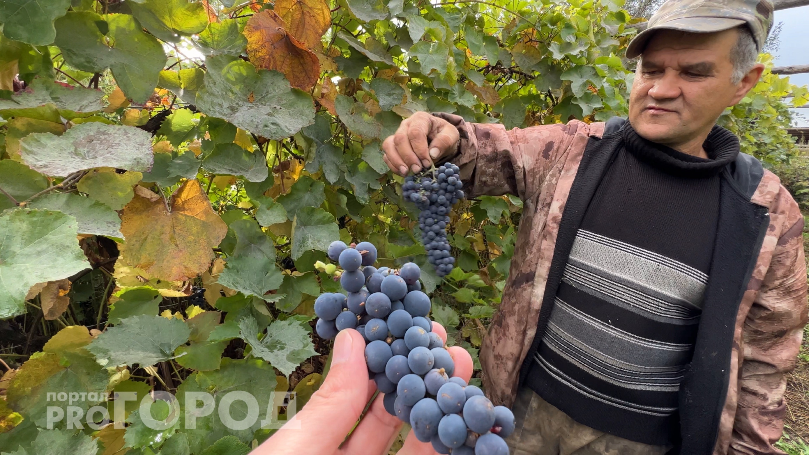 Житель Чувашии коллекционирует сорта винограда, которые точно подходят для нашего региона