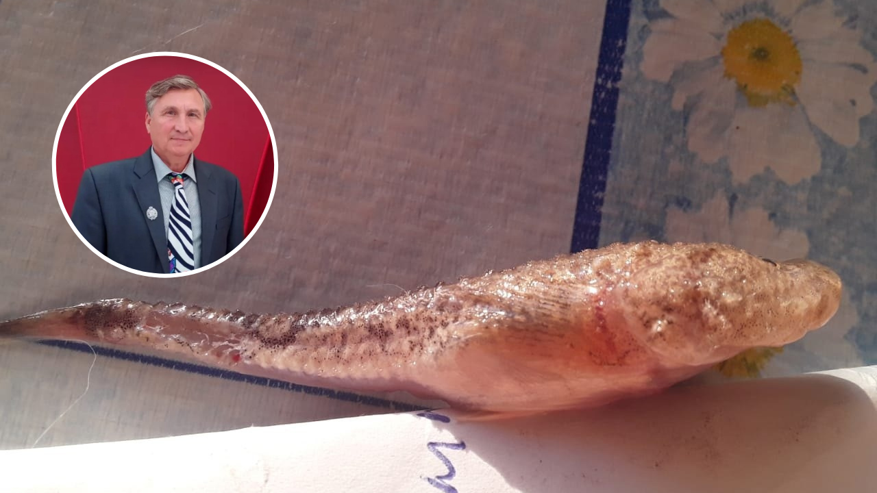 Житель Чувашии поймал на ГЭС налима с необычной рыбой в желудке: "Зародыш чужого"