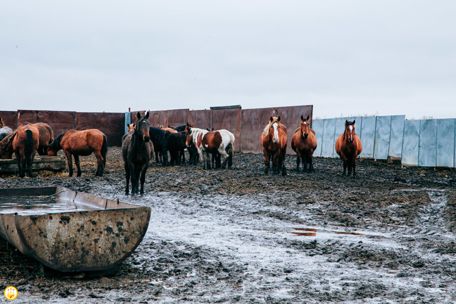  В Чувашии начинающим фермерам-коневодам дали гранты на 20 миллионов рублей