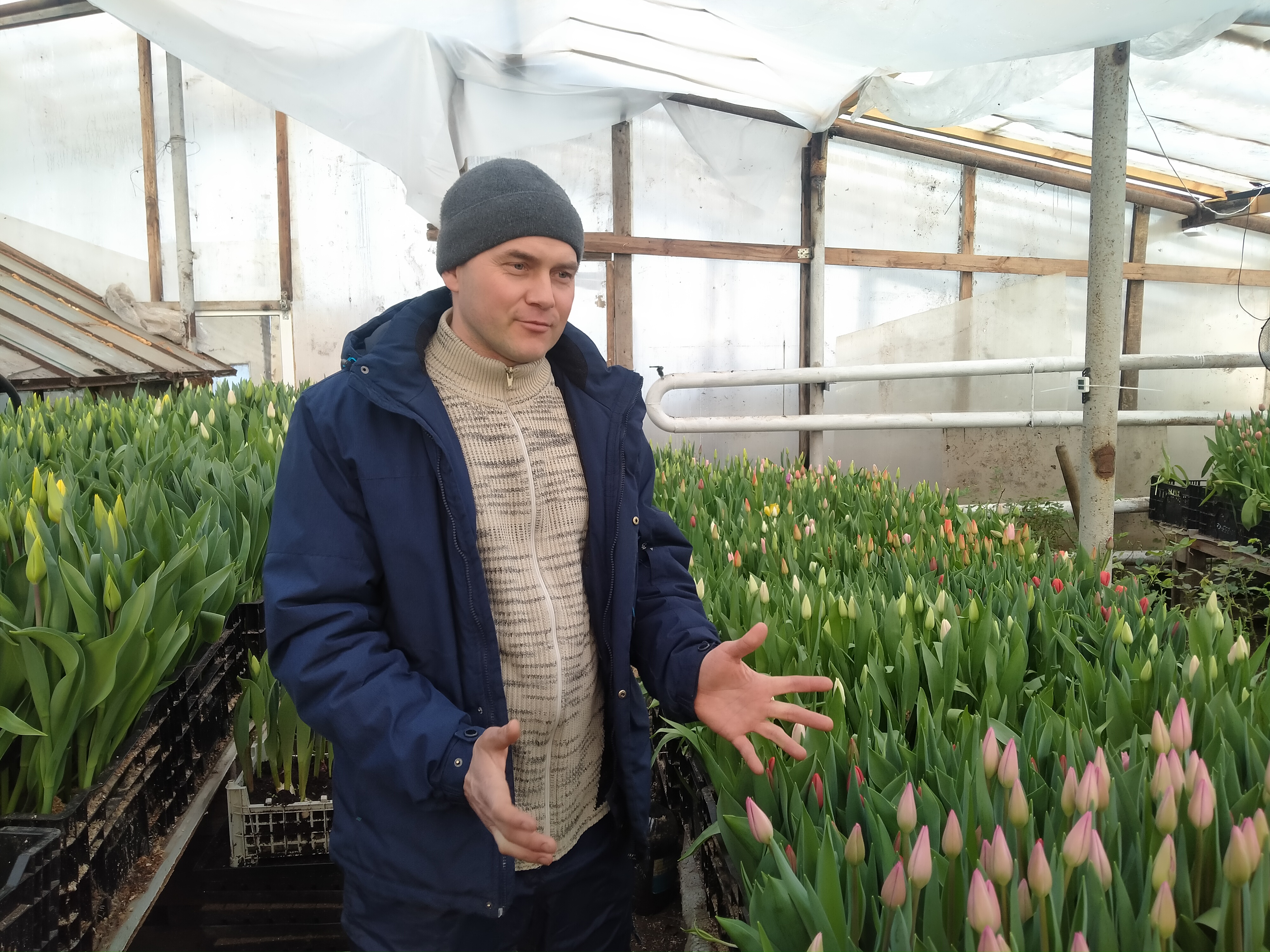 Водитель фуры из Чувашии 20 лет выращивает тюльпаны: "Теща предложила на пробу посадить"