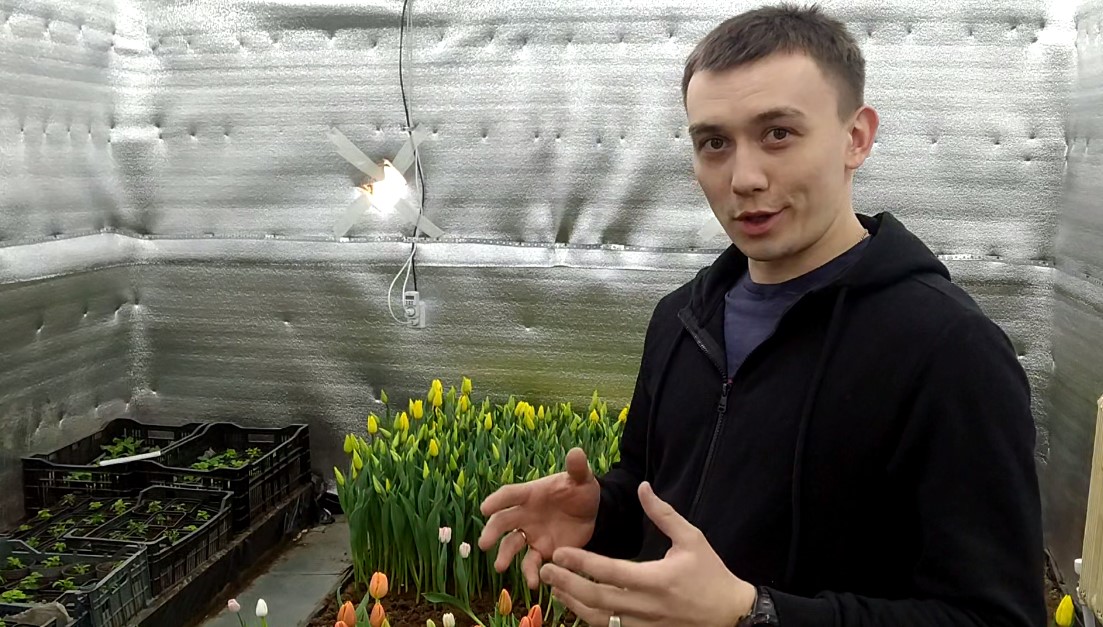 Житель Чувашии сделал уникальную теплицу на чердаке и вырастил тюльпаны к 8 Марта