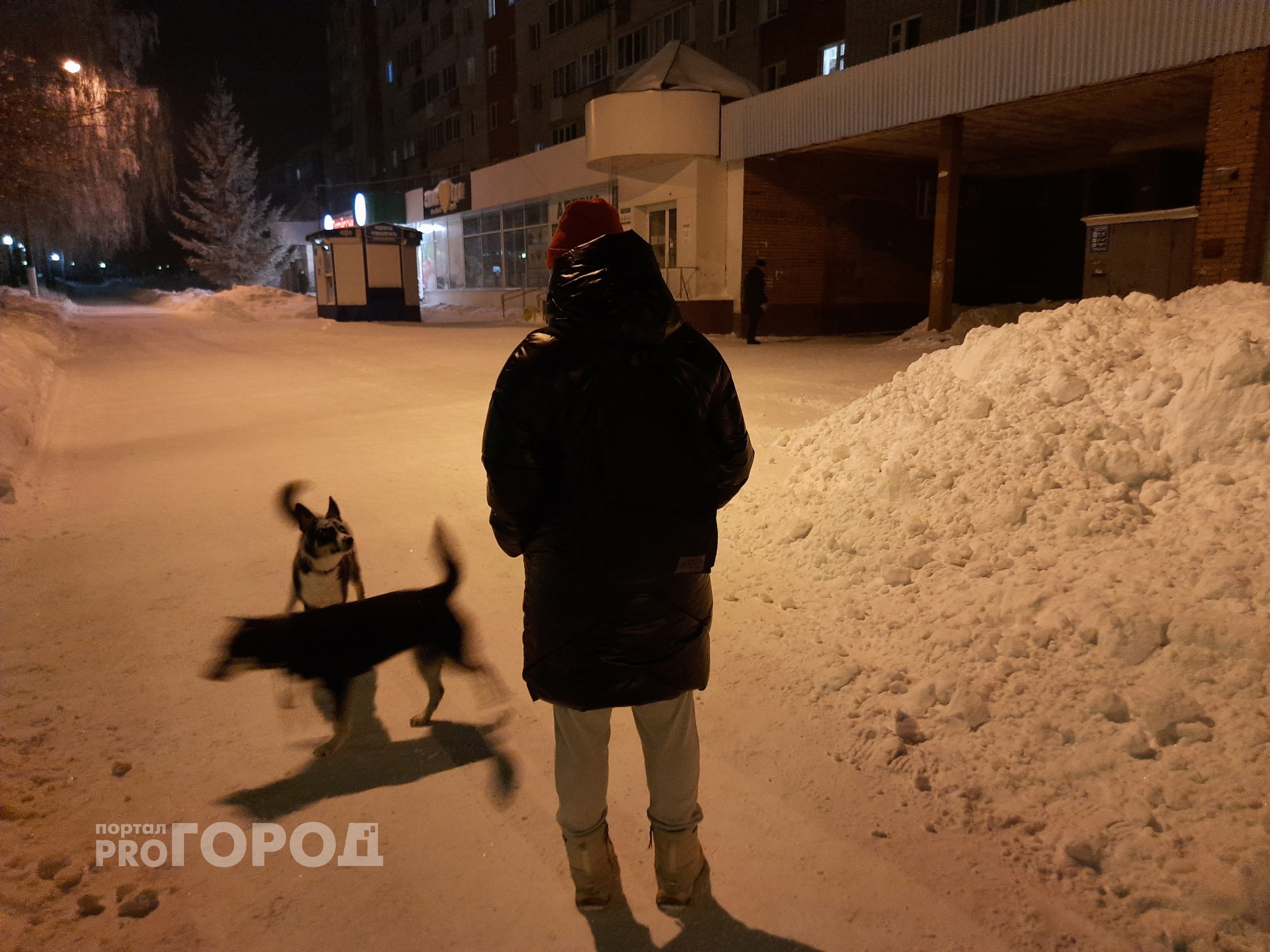 В Чувашии заработал закон, позволяющий штрафовать на 5000 рублей владельцев домашних кошек и собак