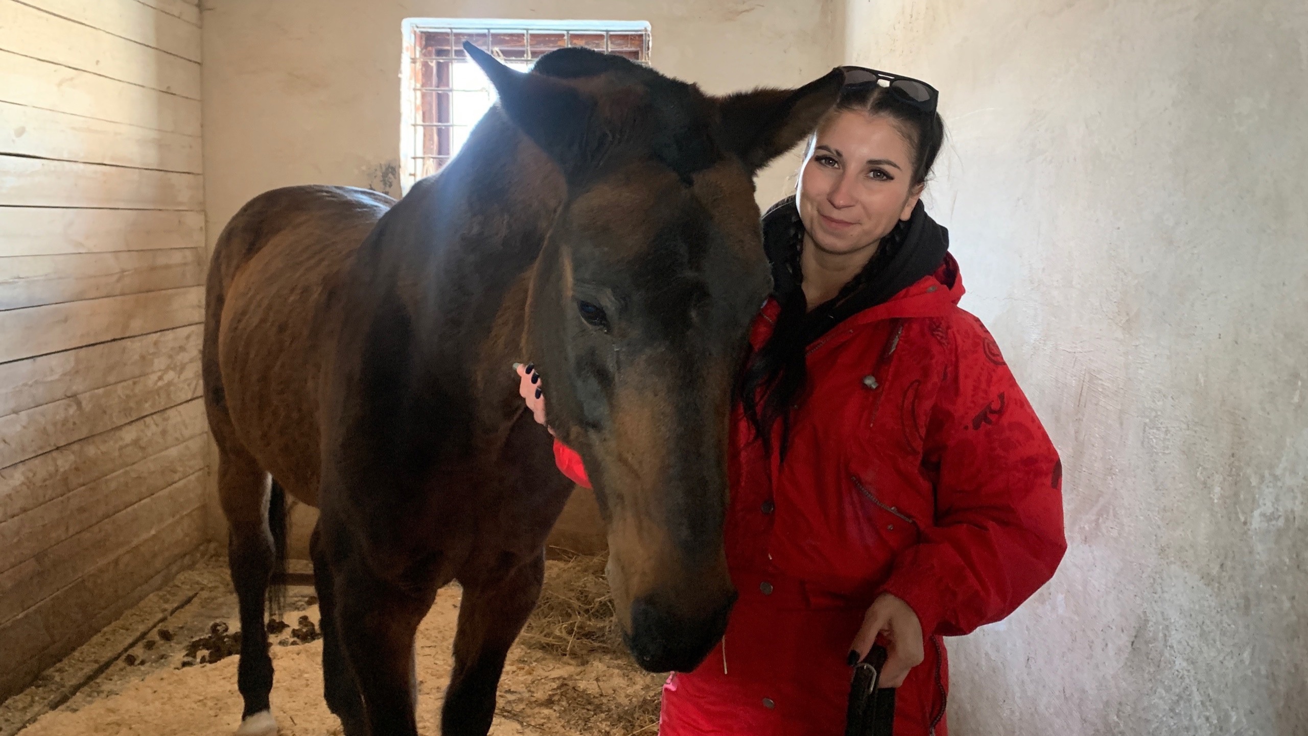 "Я вернулся домой!": чебоксарка проплакала ночь, назанимала денег и выкупила своего коня-пенсионера