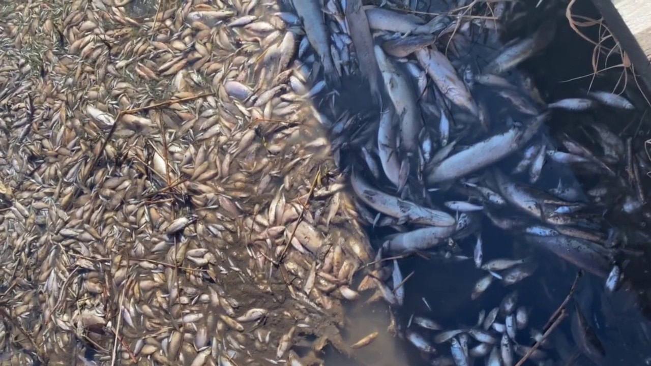 В одном из районов Чувашии в озере погибла рыба: "Много мертвой рыбы, ужас какой-то!"