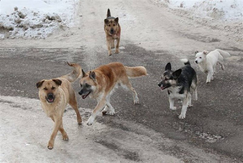 В Чувашии администрация одного из районов недоглядела за собаками и теперь заплатит за это