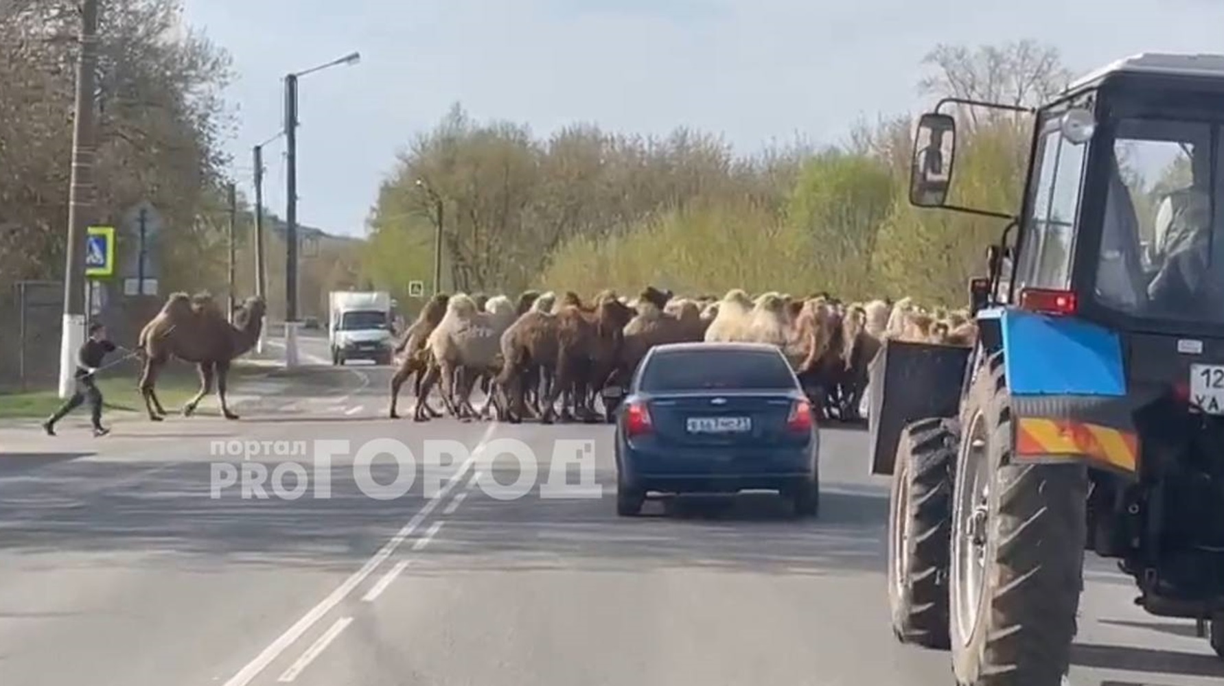 В Чувашии заметили около полусотни верблюдов, которые переходили автодорогу
