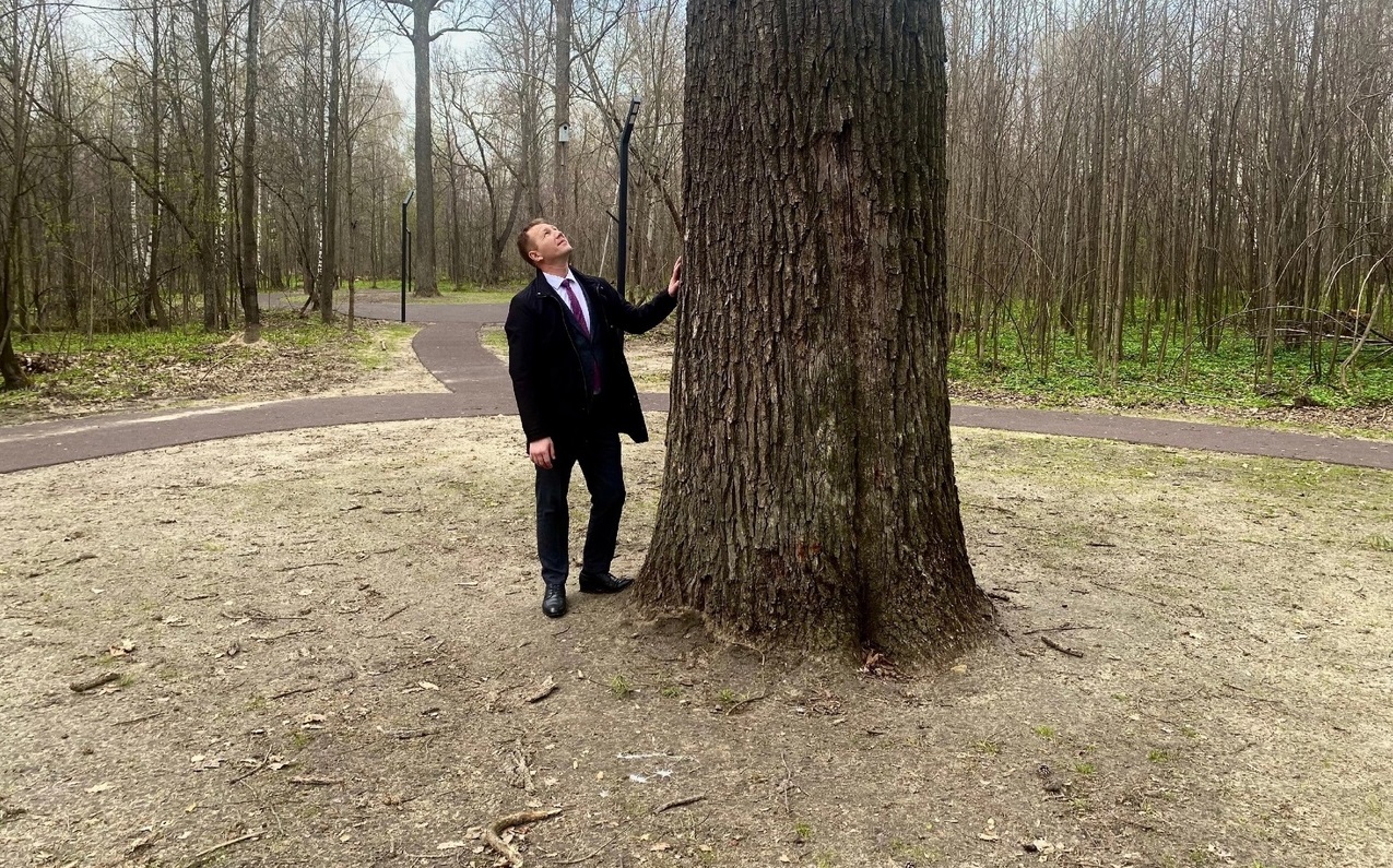 Шумерлинский дуб претендует на звание "Дерево года" в России